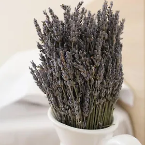 https://lavandula-ring.albaniahotels.org